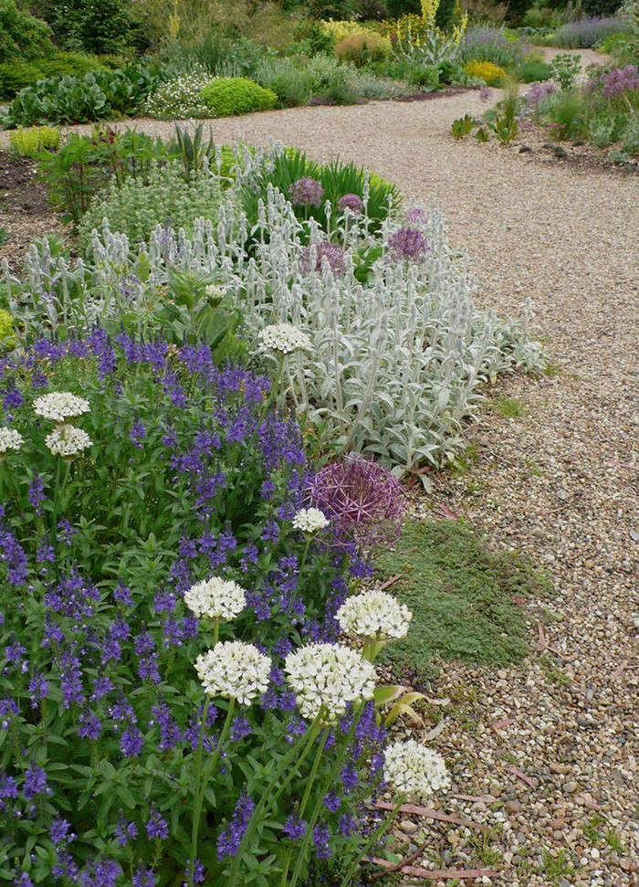 beth-chatto-gravel-garden-allium-nigrum-veronica-gardenista